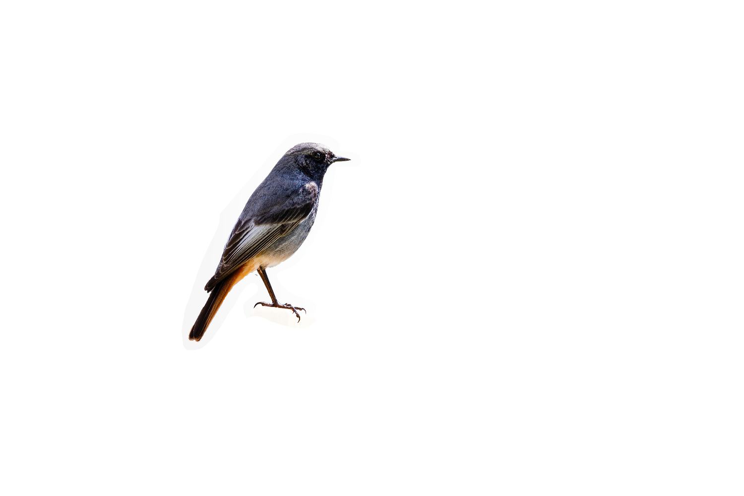 woman's face abstract painting